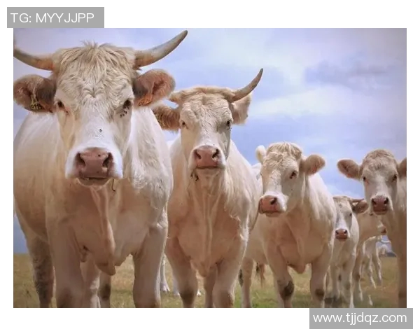 排球新手必看:轻松掌握团队协作技巧的全面指南 排球新手必看:轻松掌握团队协作技巧的全面指南